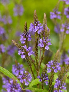 Verbena hastata geen maat specificatie 0,55L/P9cm - afbeelding 4