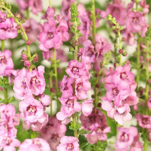 Verbascum 'Pink Domino' geen maat specificatie 0,55L/P9cm - afbeelding 1