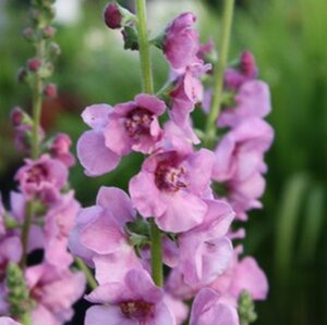 Verbascum 'Pink Domino' geen maat specificatie 0,55L/P9cm - afbeelding 2