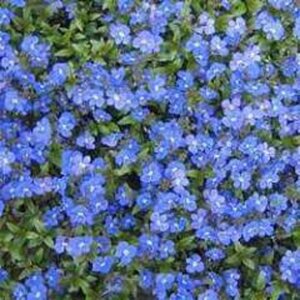 Veronica repens geen maat specificatie 0,55L/P9cm - afbeelding 1