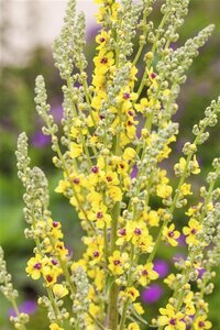 Verbascum nigrum geen maat specificatie 0,55L/P9cm - afbeelding 1