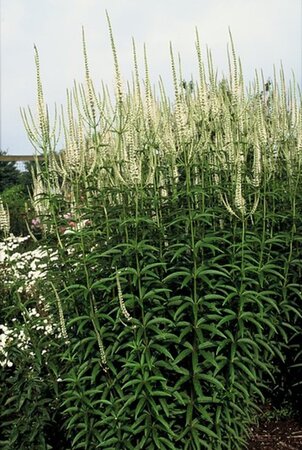 Veronica spic. 'Alba' geen maat specificatie 0,55L/P9cm - afbeelding 4
