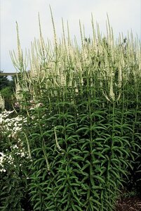 Veronica spic. 'Alba' geen maat specificatie 0,55L/P9cm - afbeelding 4