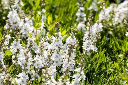Veronica spic. 'Alba' geen maat specificatie 0,55L/P9cm - afbeelding 3