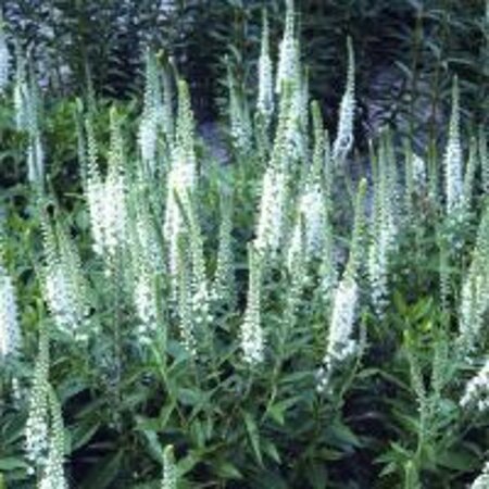 Veronica spic. 'Alba' geen maat specificatie 0,55L/P9cm - afbeelding 5