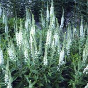 Veronica spic. 'Alba' geen maat specificatie 0,55L/P9cm - afbeelding 5