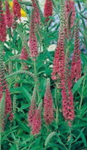 Veronica spic. 'Heidekind' geen maat specificatie 0,55L/P9cm