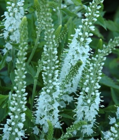 Veronica spic. 'Icicle' geen maat specificatie 0,55L/P9cm