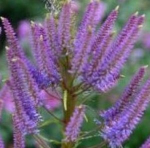 Veronicastrum virg. 'Fascination' geen maat specificatie 0,55L/P9cm - afbeelding 5