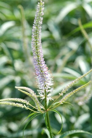 Veronicastrum virg. 'Fascination' geen maat specificatie 0,55L/P9cm - afbeelding 3