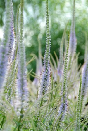 Veronicastrum virg. 'Fascination' geen maat specificatie 0,55L/P9cm - afbeelding 4