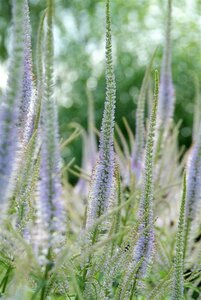 Veronicastrum virg. 'Fascination' geen maat specificatie 0,55L/P9cm - afbeelding 4