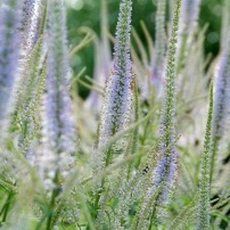 Veronicastrum virginicum geen maat specificatie 0,55L/P9cm - afbeelding 5