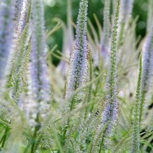 Veronicastrum virginicum geen maat specificatie 0,55L/P9cm - afbeelding 5