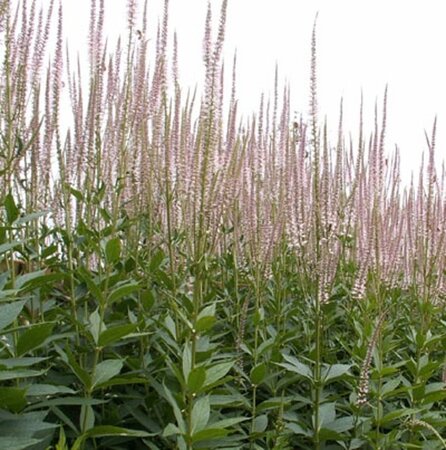 Veronicastrum virginicum geen maat specificatie 0,55L/P9cm - afbeelding 6