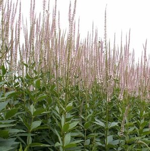 Veronicastrum virginicum geen maat specificatie 0,55L/P9cm - afbeelding 6