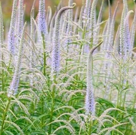 Veronicastrum virg. 'Lavendelturm' geen maat specificatie 0,55L/P9cm - afbeelding 1