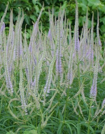 Veronicastrum virg. 'Lavendelturm' geen maat specificatie 0,55L/P9cm - afbeelding 2
