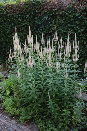 Veronicastrum virg. 'Roseum' geen maat specificatie 0,55L/P9cm - afbeelding 1