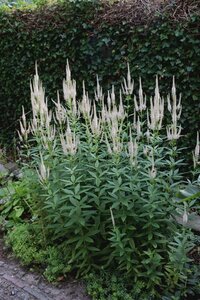 Veronicastrum virg. 'Roseum' geen maat specificatie 0,55L/P9cm - afbeelding 1