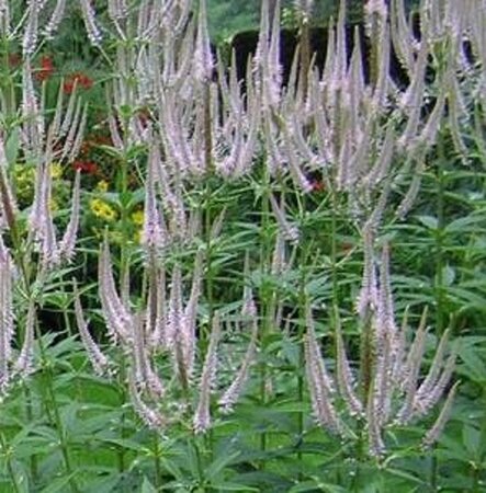 Veronicastrum virg. 'Roseum' geen maat specificatie 0,55L/P9cm - afbeelding 3