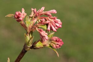 Viburnum bodn. 'Charles Lamont' (='New Dawn') 125-150 cm met kluit struik