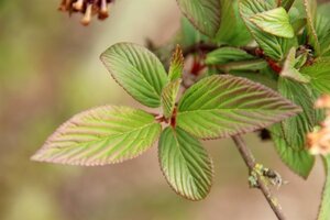 Viburnum bodn. 'Charles Lamont' (='New Dawn') 125-150 cm met kluit struik - afbeelding 2