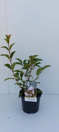 Viburnum bodn. 'Charles Lamont' (='New Dawn') 30-40 cm cont. 3,0L