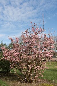 Viburnum bodn. 'Charles Lamont' (='New Dawn') 60-80 cm container - afbeelding 5