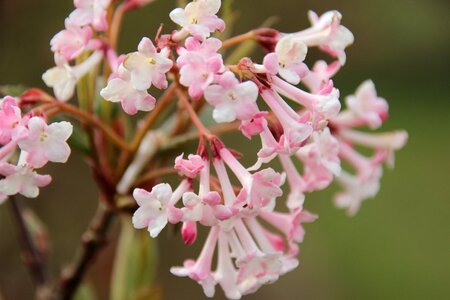 Viburnum bodn. 'Charles Lamont' (='New Dawn') 80-100 cm cont. 10L - afbeelding 3