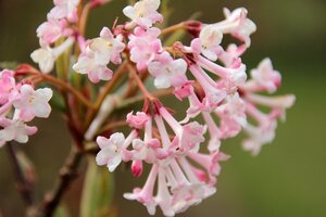 Viburnum bodn. 'Charles Lamont' (='New Dawn') 80-100 cm cont. 10L - afbeelding 3