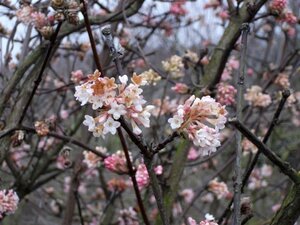 Viburnum bodn. 'Charles Lamont' (='New Dawn') 80-100 cm cont. 10L - afbeelding 4