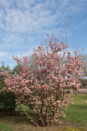 Viburnum bodn. 'Charles Lamont' (='New Dawn') 80-100 cm cont. 10L - afbeelding 5