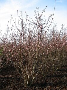 Viburnum bodn. 'Dawn' 100-125 cm container