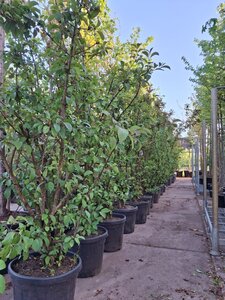 Viburnum bodn. 'Dawn' 200-250 cm container meerstammig