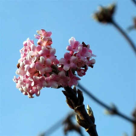 Viburnum bodn. 'Dawn' 50-60 cm cont. 3,0L - afbeelding 2