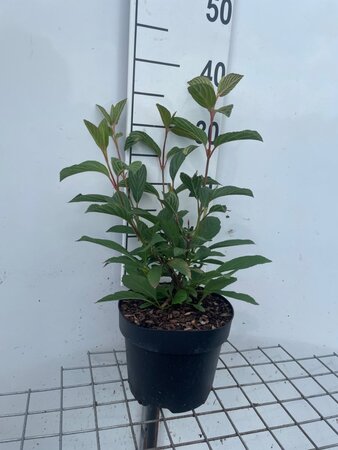 Viburnum bodn. 'Dawn' geen maat specificatie cont. 3,0L - afbeelding 1