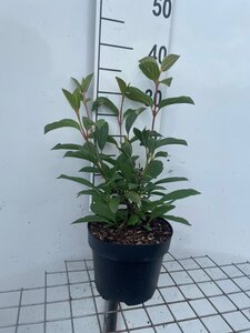 Viburnum bodn. 'Dawn' geen maat specificatie cont. 3,0L