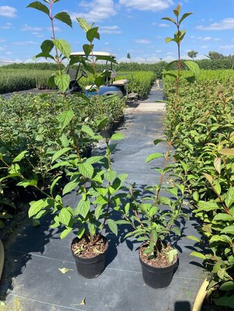 Viburnum bodn. 'Dawn' geen maat specificatie cont. 3,0L - afbeelding 3