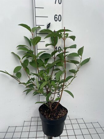 Viburnum bodn. 'Dawn' geen maat specificatie cont. 3,0L - afbeelding 4