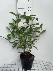 Viburnum bodn. 'Dawn' geen maat specificatie cont. 3,0L - afbeelding 4