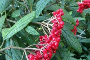 Viburnum rhytidophyllum 125-150 cm container
