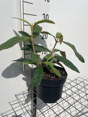 Viburnum rhytidophyllum geen maat specificatie cont. 3,0L - afbeelding 1
