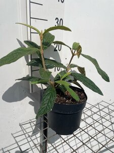 Viburnum rhytidophyllum geen maat specificatie cont. 3,0L