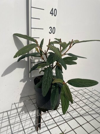 Viburnum rhytidophyllum geen maat specificatie cont. 3,0L - afbeelding 2