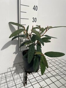 Viburnum rhytidophyllum geen maat specificatie cont. 3,0L - afbeelding 2