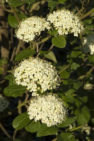 Viburnum burkwoodii 125-150 cm met kluit struik - afbeelding 1