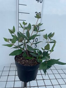 Viburnum burkwoodii geen maat specificatie cont. 3,0L