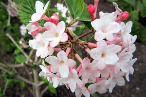 Viburnum carlesii 'Aurora' 80-100 cm met kluit