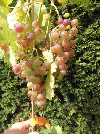 Vitis 'Chasselas Rosé' ROZE geen maat specificatie container - afbeelding 1
